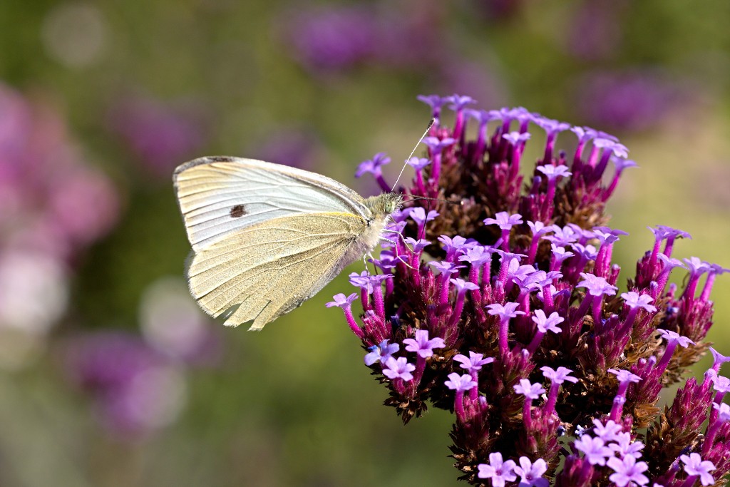 nationaal park de groote peel grote natuurgebied natuur hdr brabant limburg staatsbosbeheer turf veen heide hei bos bossen